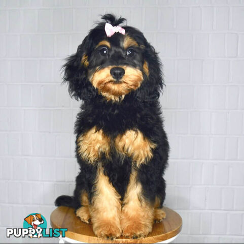 TINY TOY CAVOODLE PUPPIES