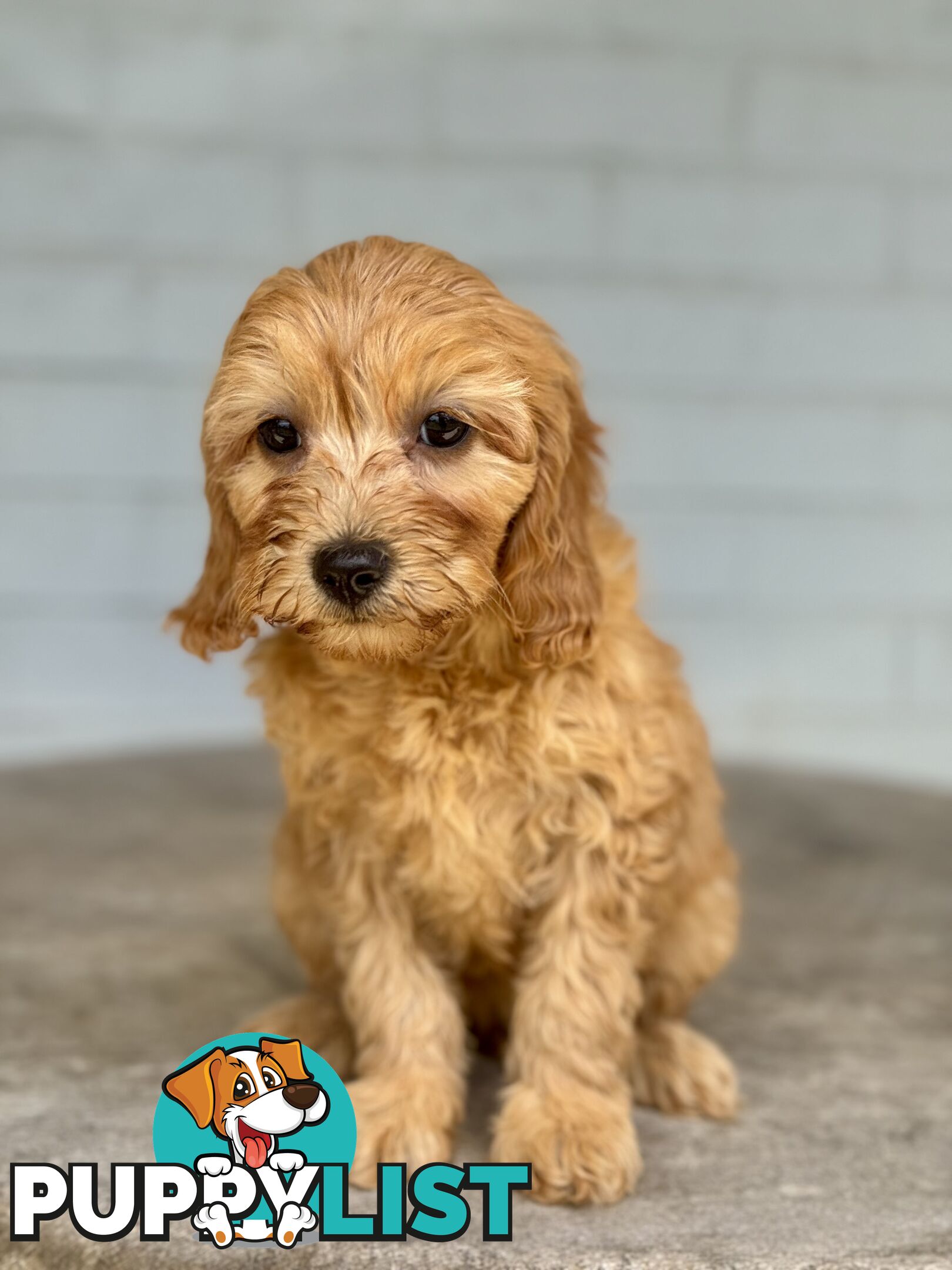 TINY TOY CAVOODLE PUPPIES