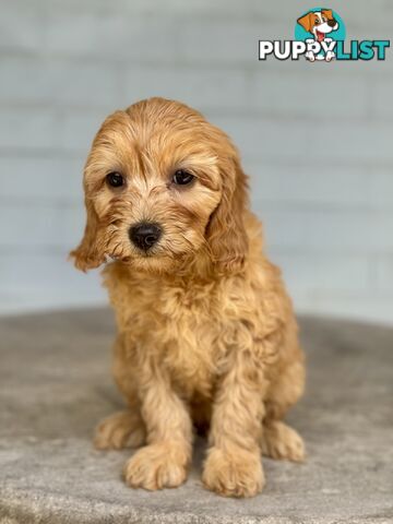 TINY TOY CAVOODLE PUPPIES