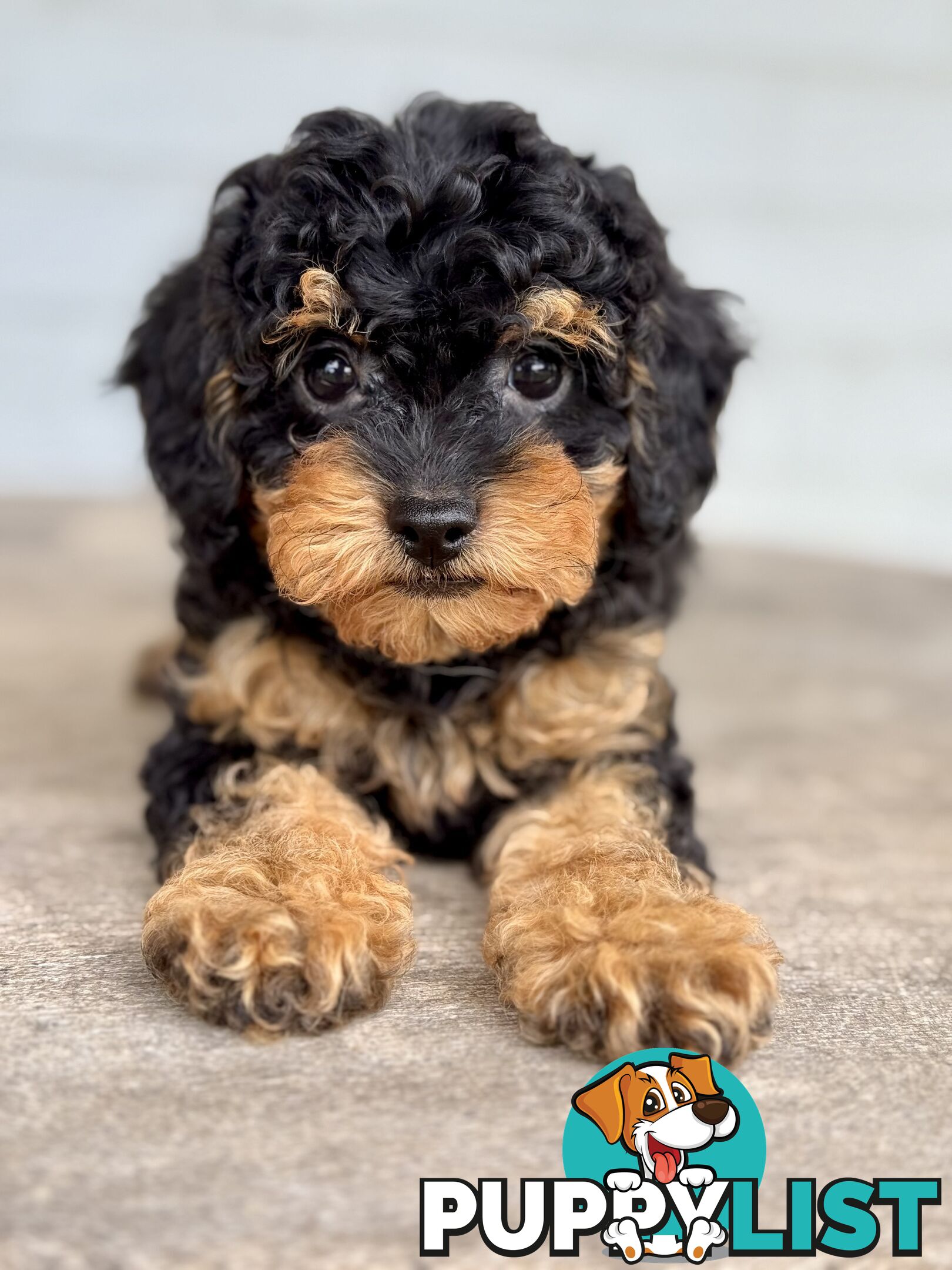 TINY TOY CAVOODLE PUPPIES