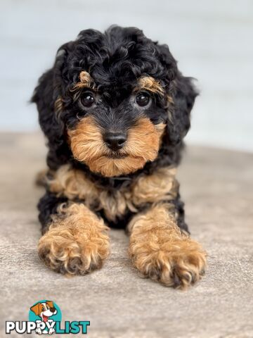 TINY TOY CAVOODLE PUPPIES