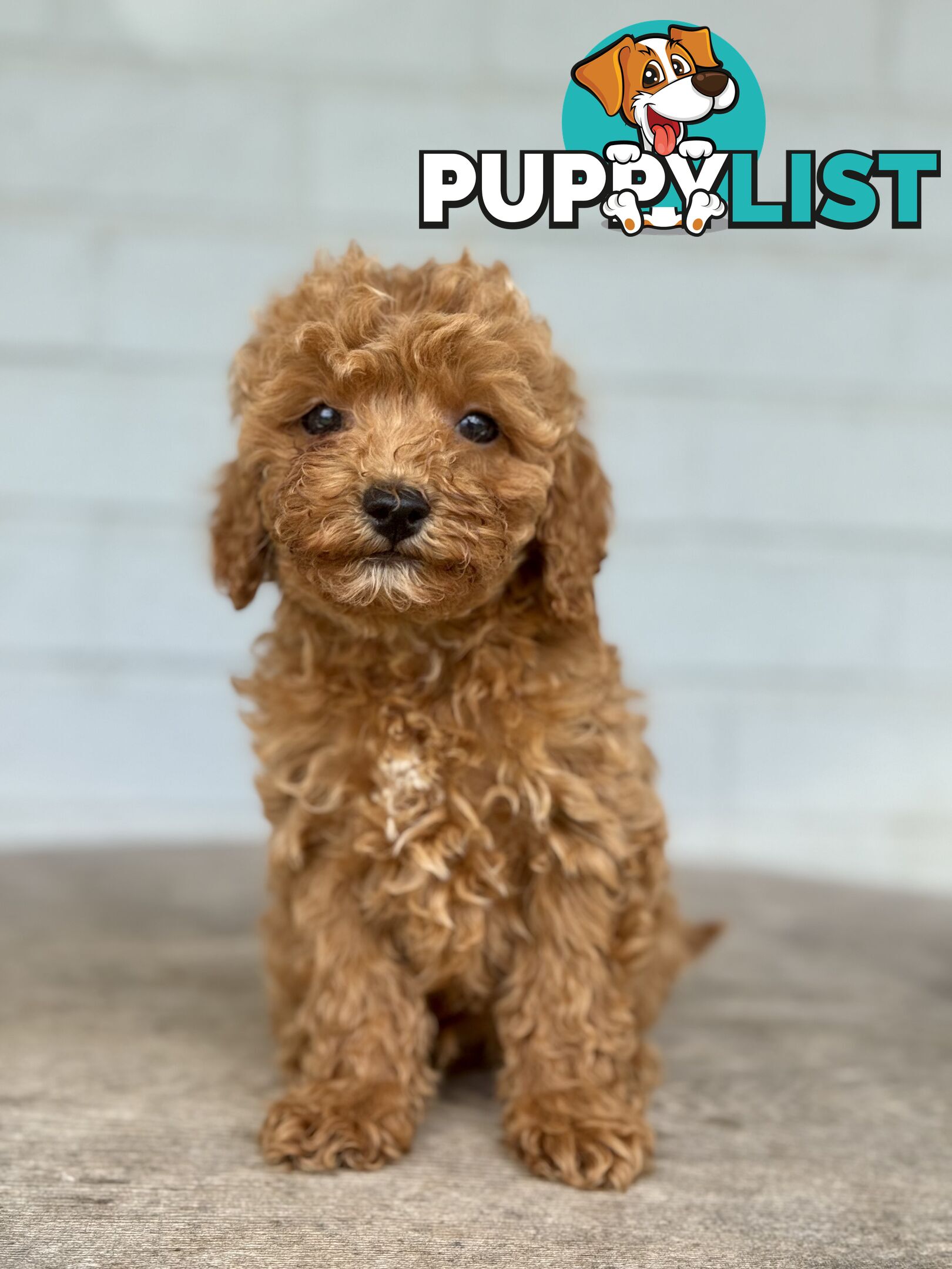 TINY TOY CAVOODLE PUPPIES