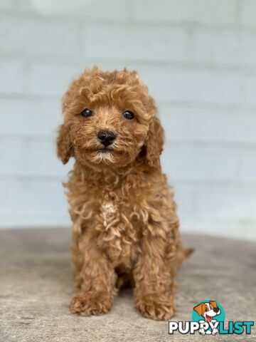 TINY TOY CAVOODLE PUPPIES