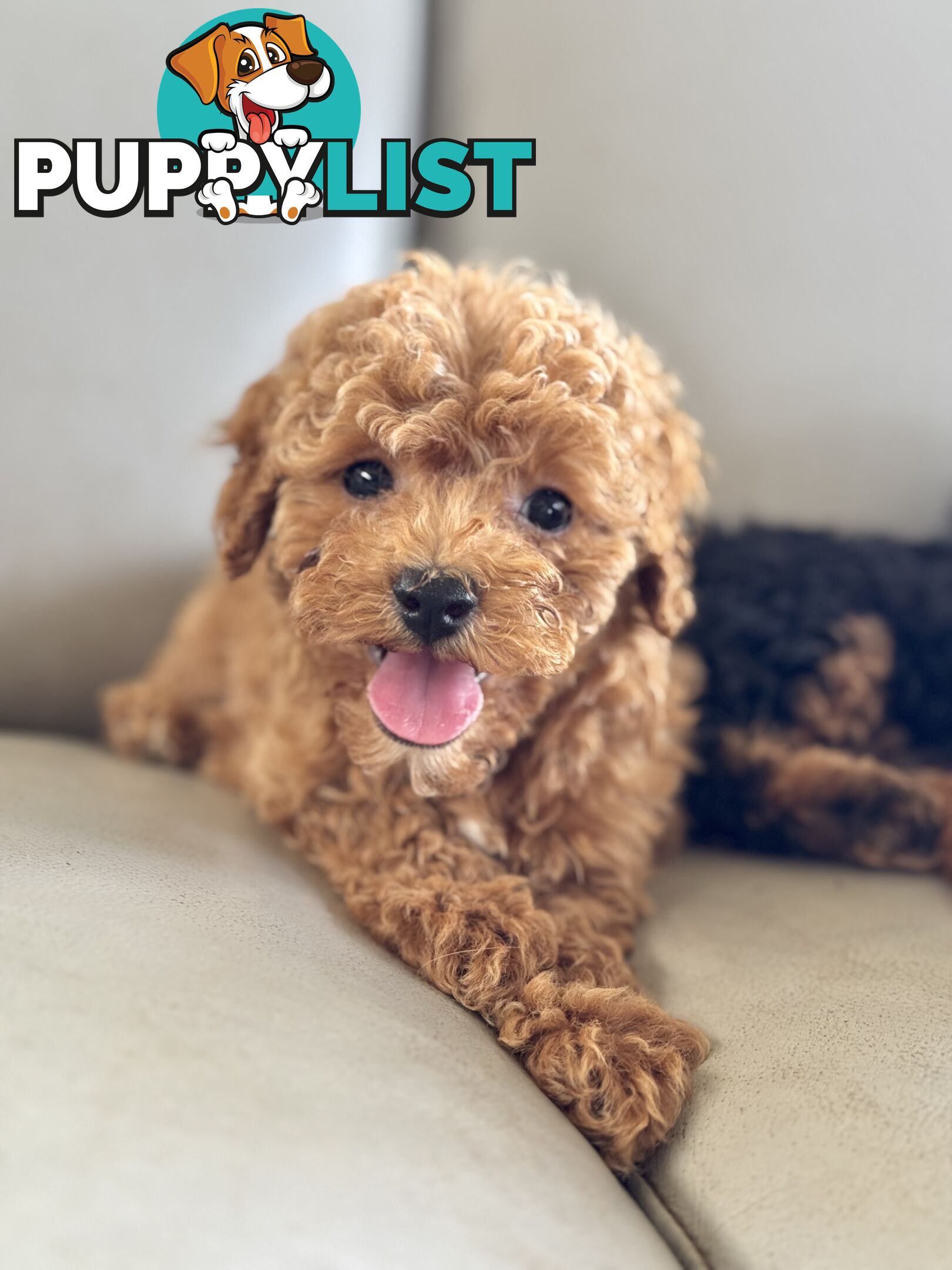 TINY TOY CAVOODLE PUPPIES