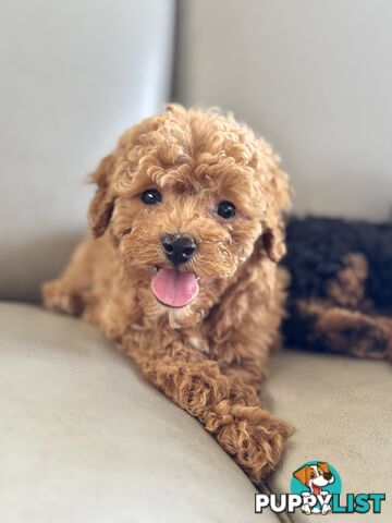 TINY TOY CAVOODLE PUPPIES