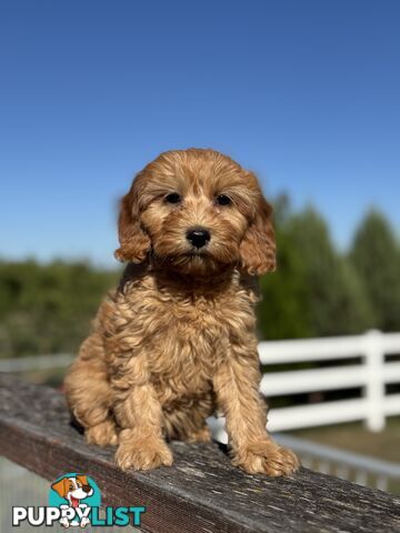 TINY TOY CAVOODLE PUPPIES