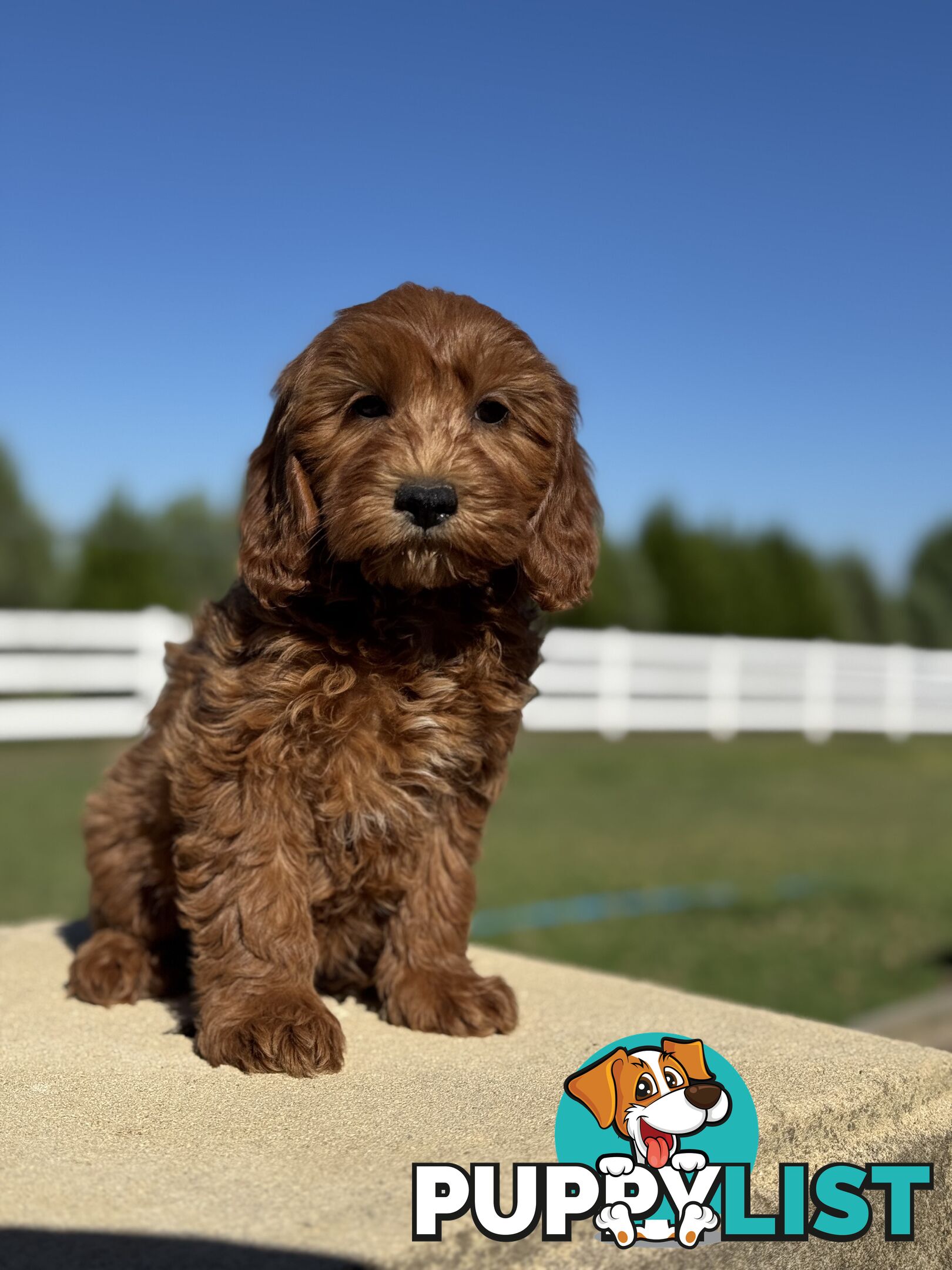 TINY TOY CAVOODLE PUPPIES