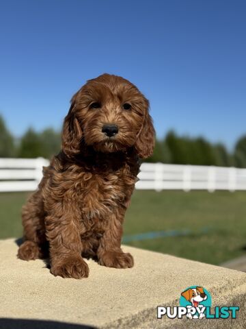 TINY TOY CAVOODLE PUPPIES