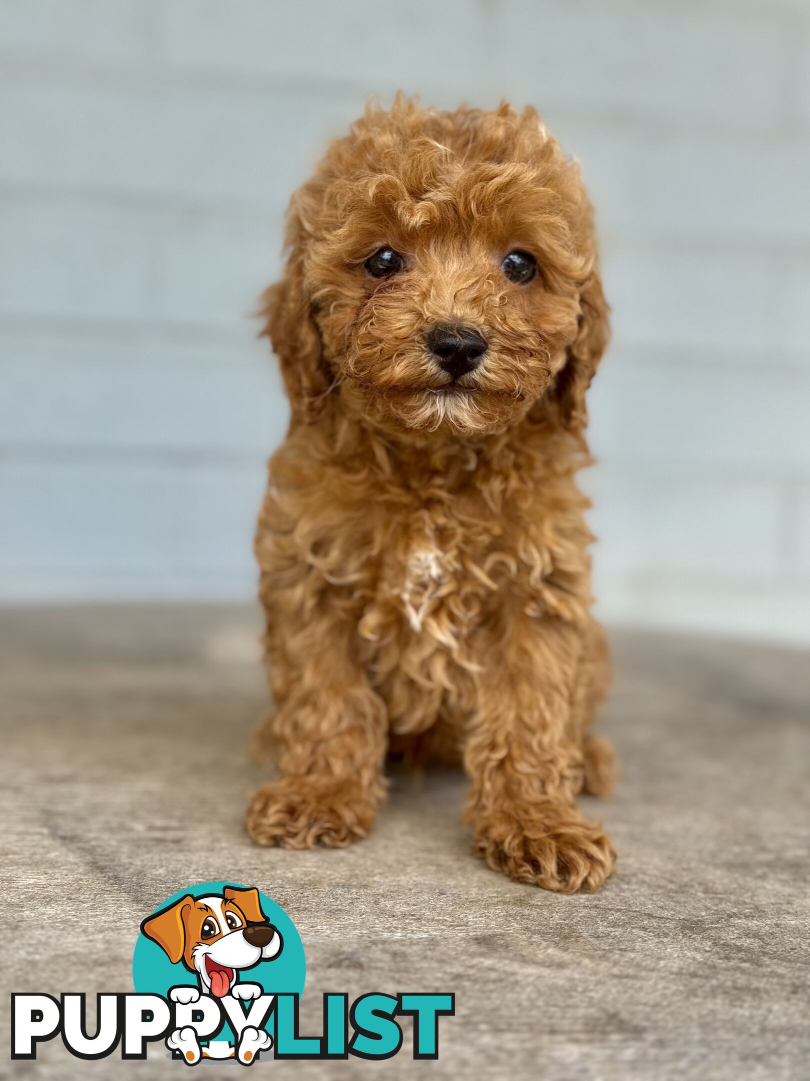 TINY TOY CAVOODLE PUPPIES