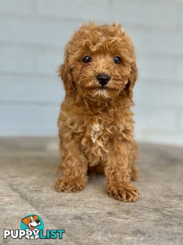 TINY TOY CAVOODLE PUPPIES