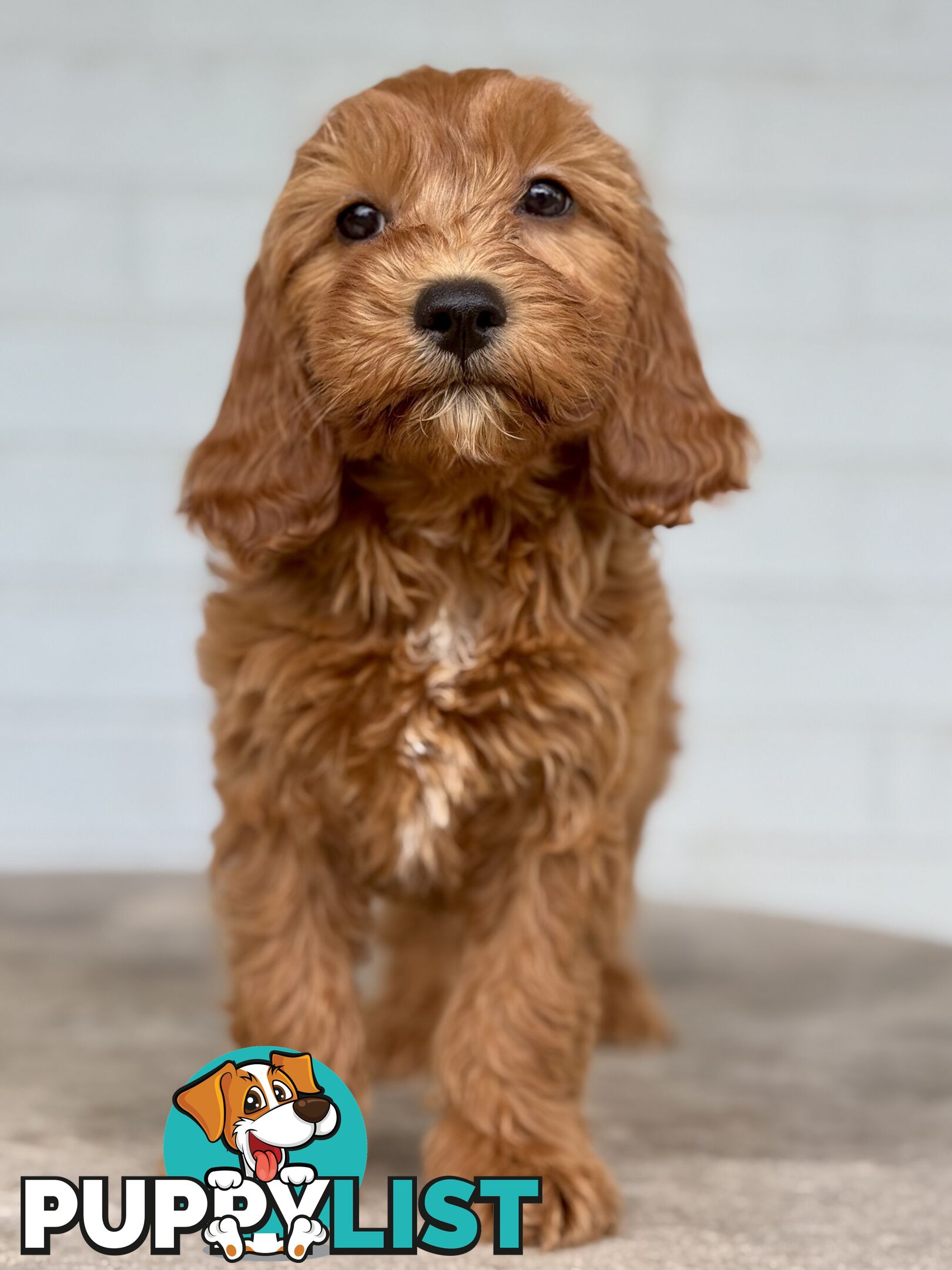 TINY TOY CAVOODLE PUPPIES