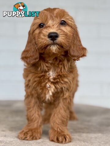 TINY TOY CAVOODLE PUPPIES