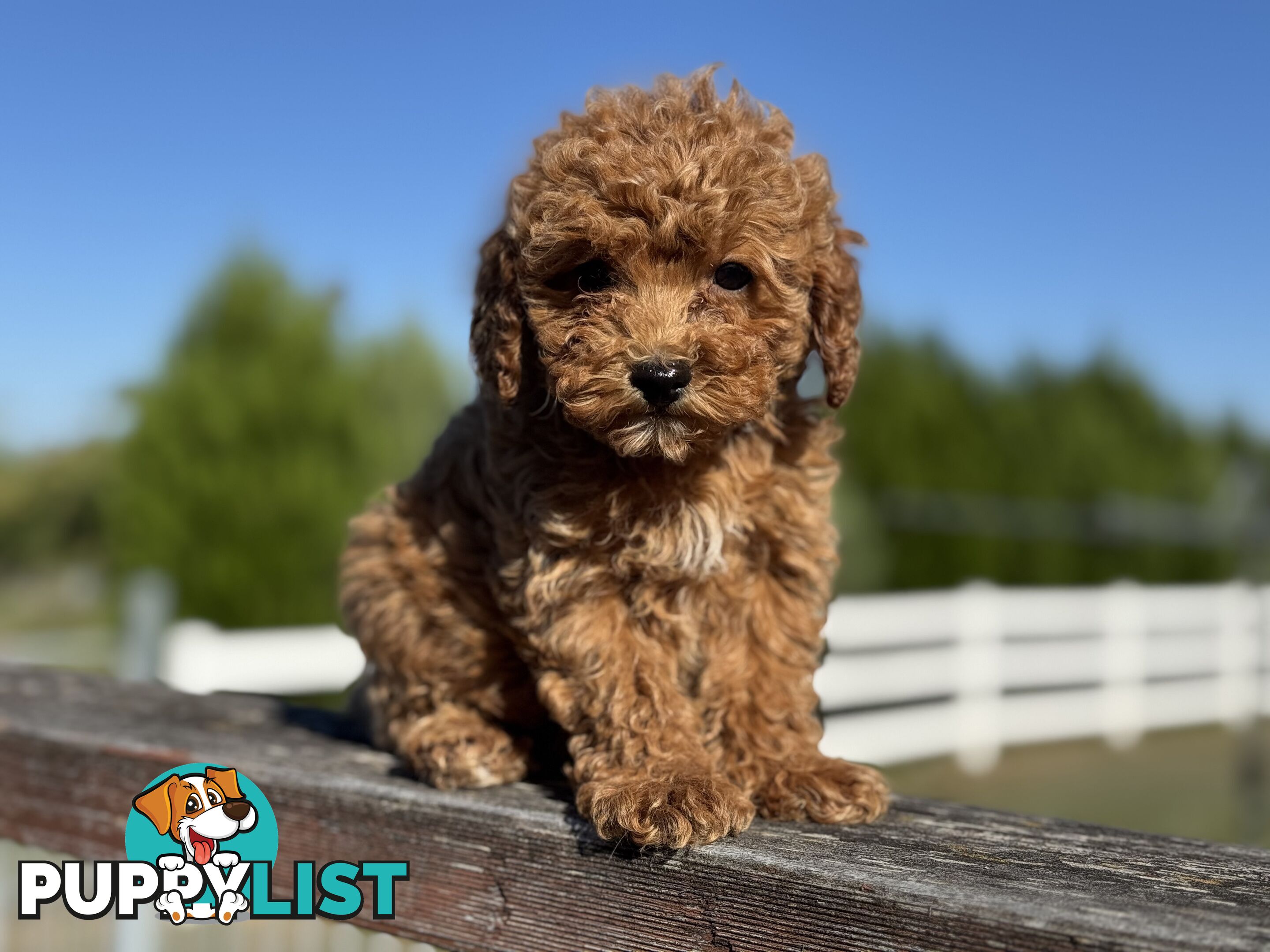 TINY TOY CAVOODLE PUPPIES