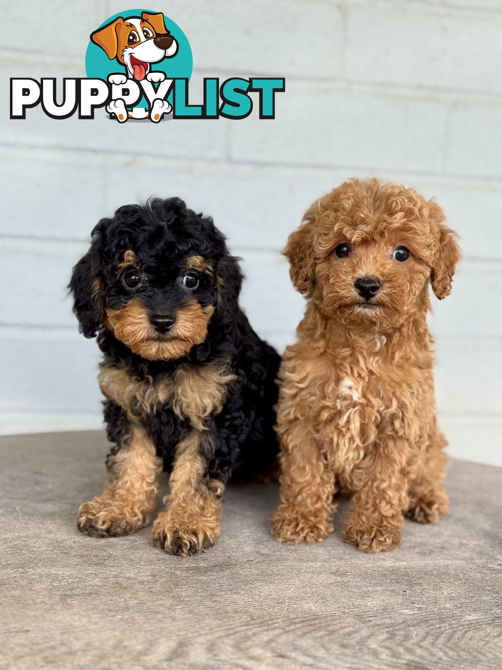 TINY TOY CAVOODLE PUPPIES