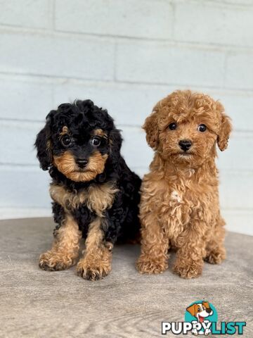 TINY TOY CAVOODLE PUPPIES