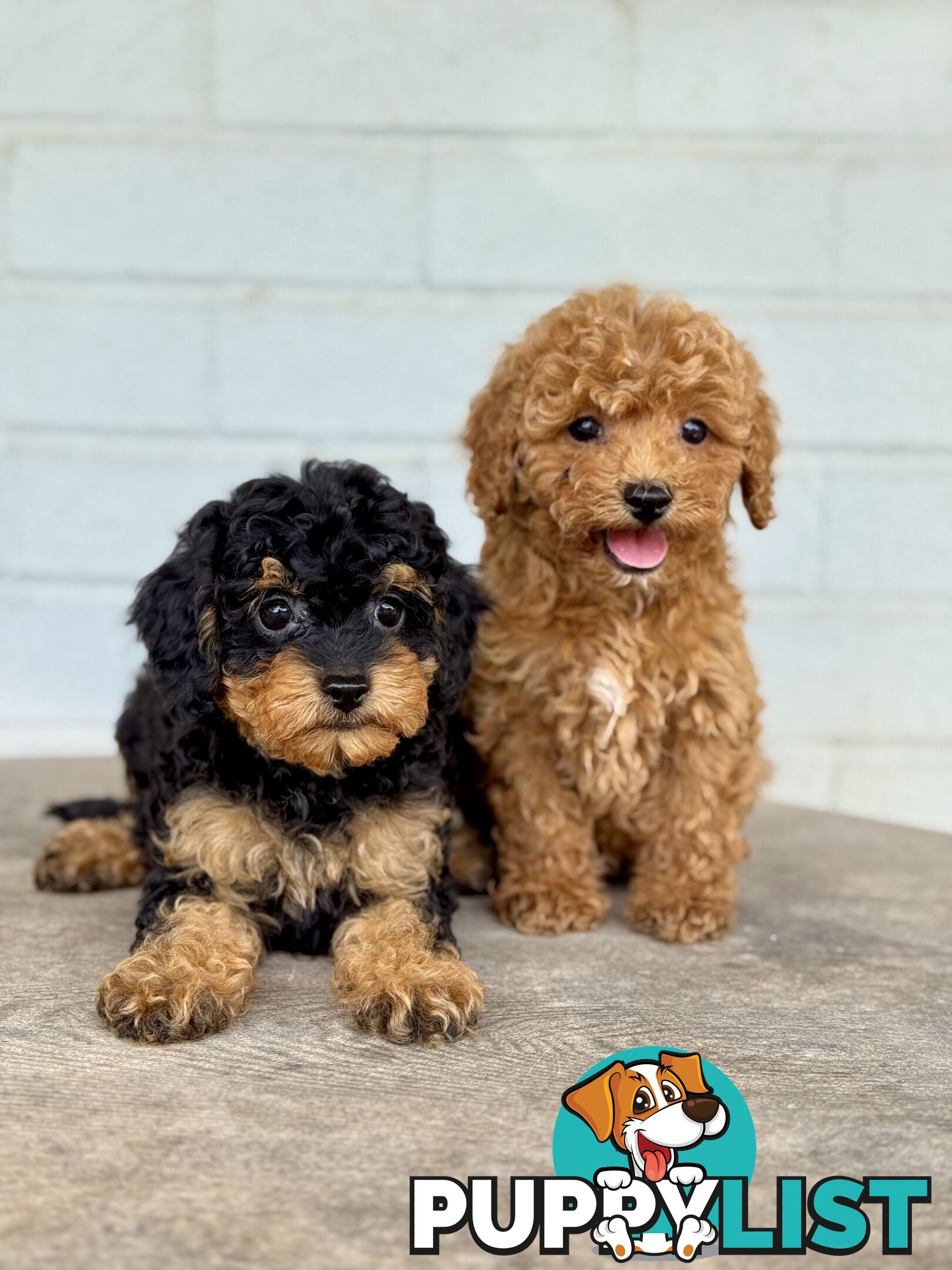 TINY TOY CAVOODLE PUPPIES