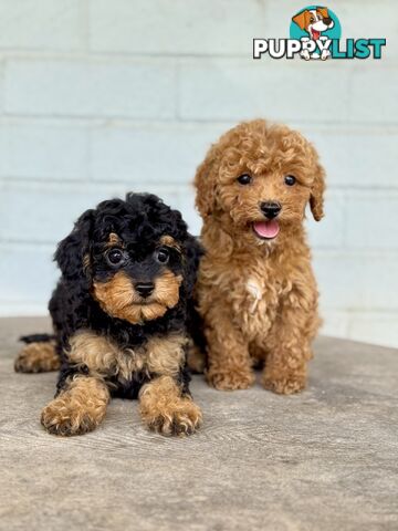 TINY TOY CAVOODLE PUPPIES