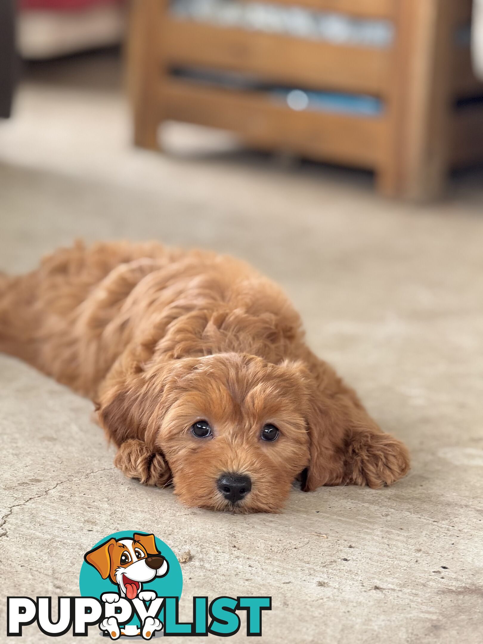 TINY TOY CAVOODLE PUPPIES