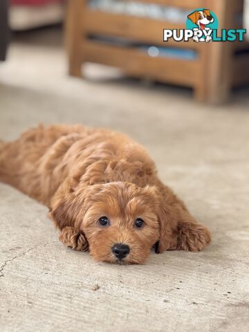 TINY TOY CAVOODLE PUPPIES