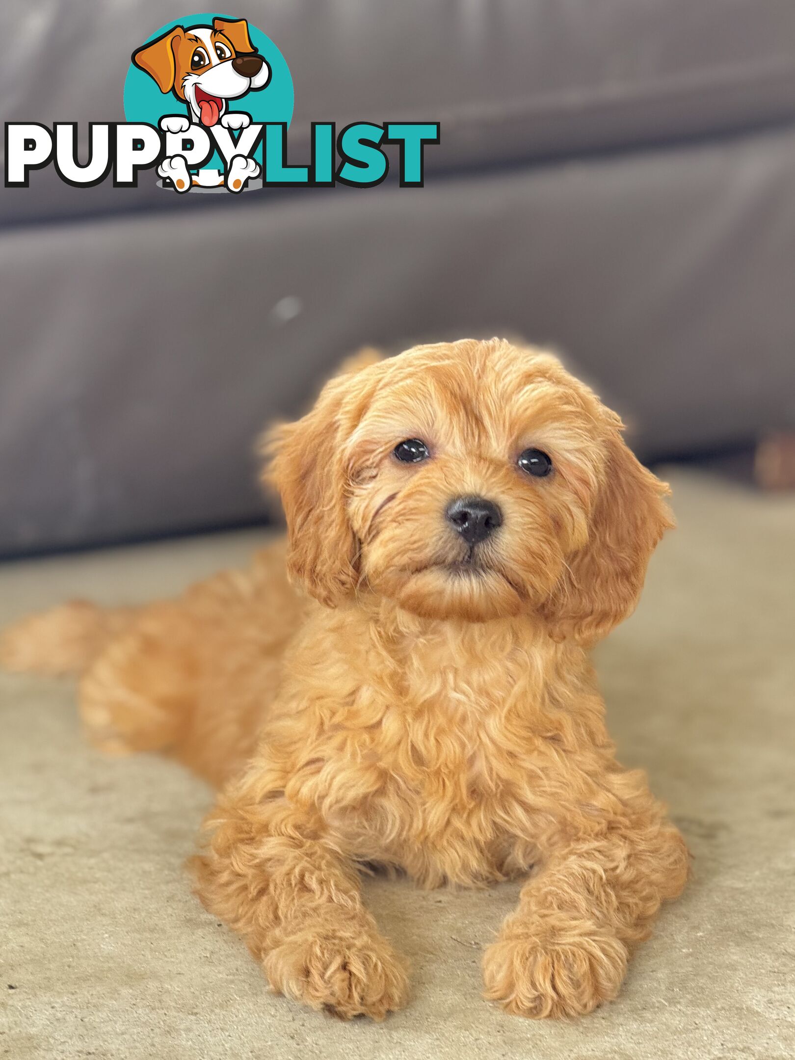 TINY TOY CAVOODLE PUPPIES