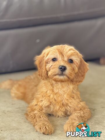 TINY TOY CAVOODLE PUPPIES