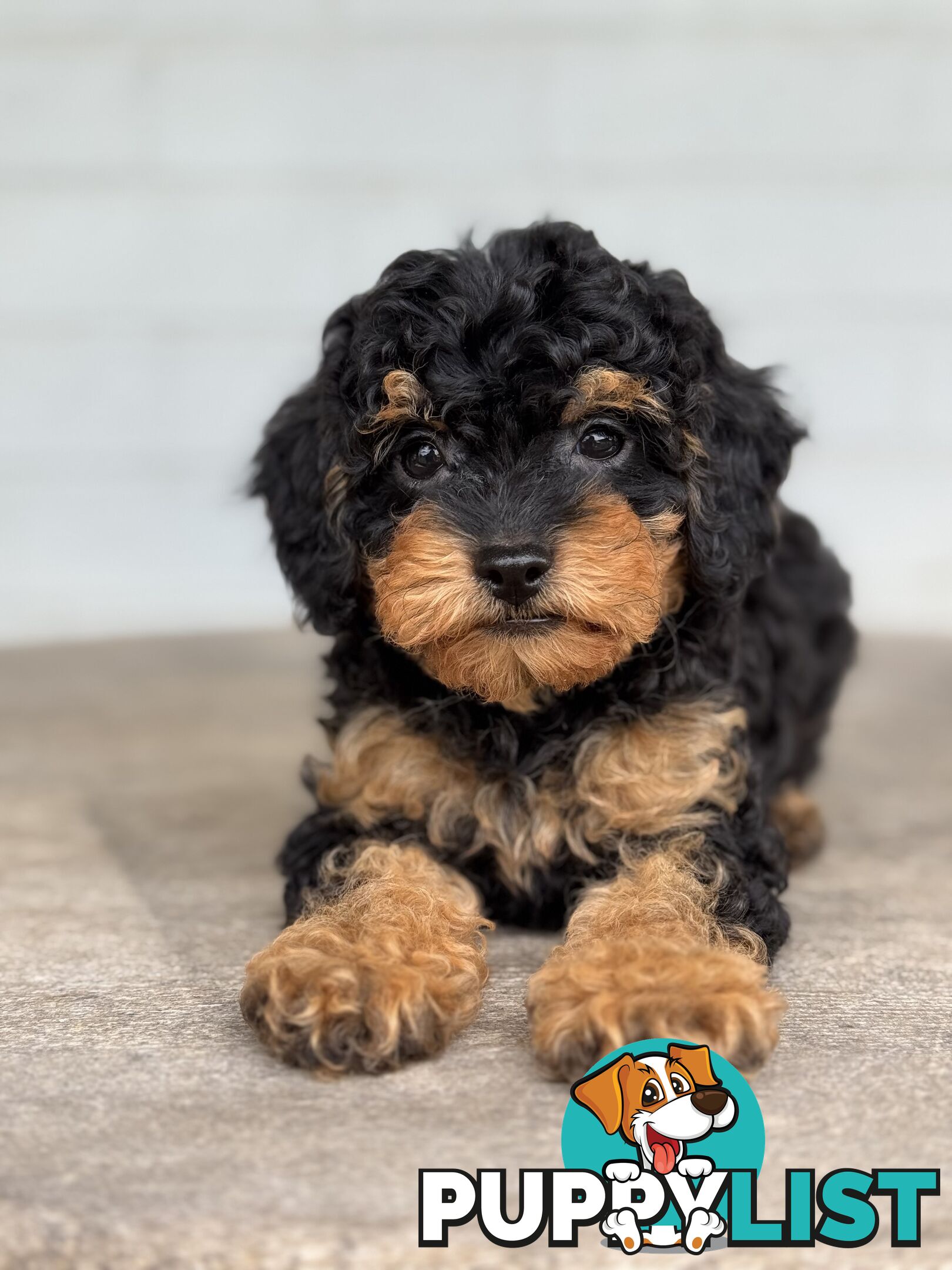 TINY TOY CAVOODLE PUPPIES