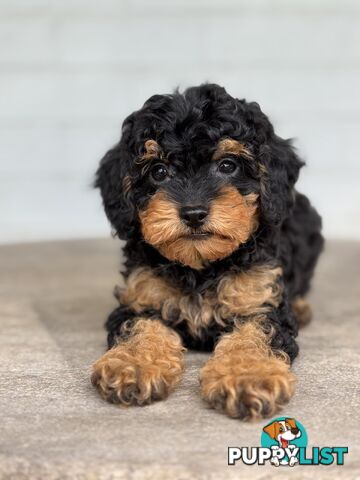 TINY TOY CAVOODLE PUPPIES