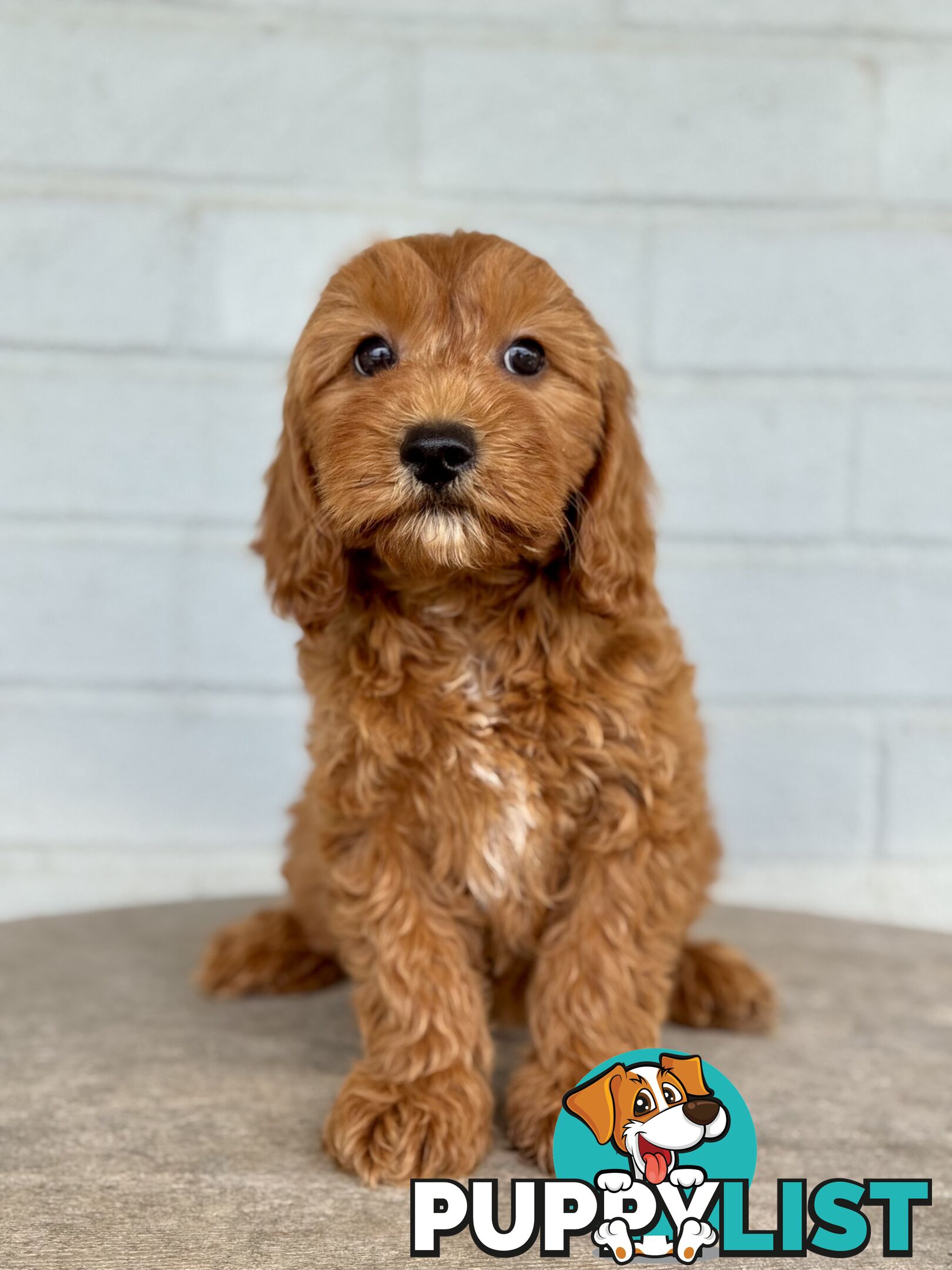 TINY TOY CAVOODLE PUPPIES