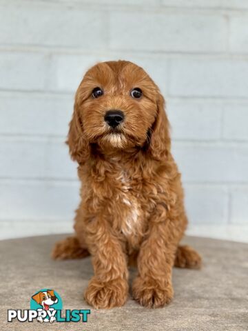 TINY TOY CAVOODLE PUPPIES