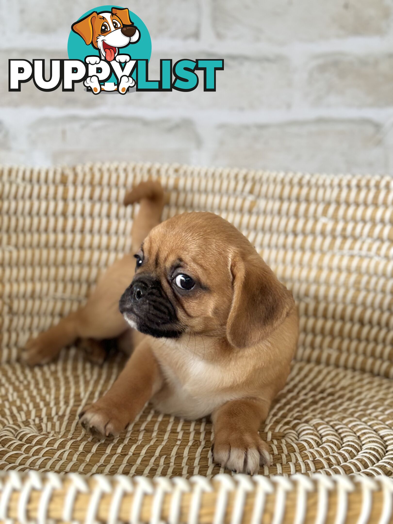 Pugalier Puppies - Happy & Healthy