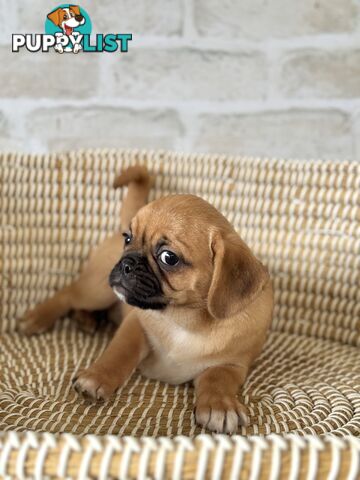 Pugalier Puppies - Happy & Healthy