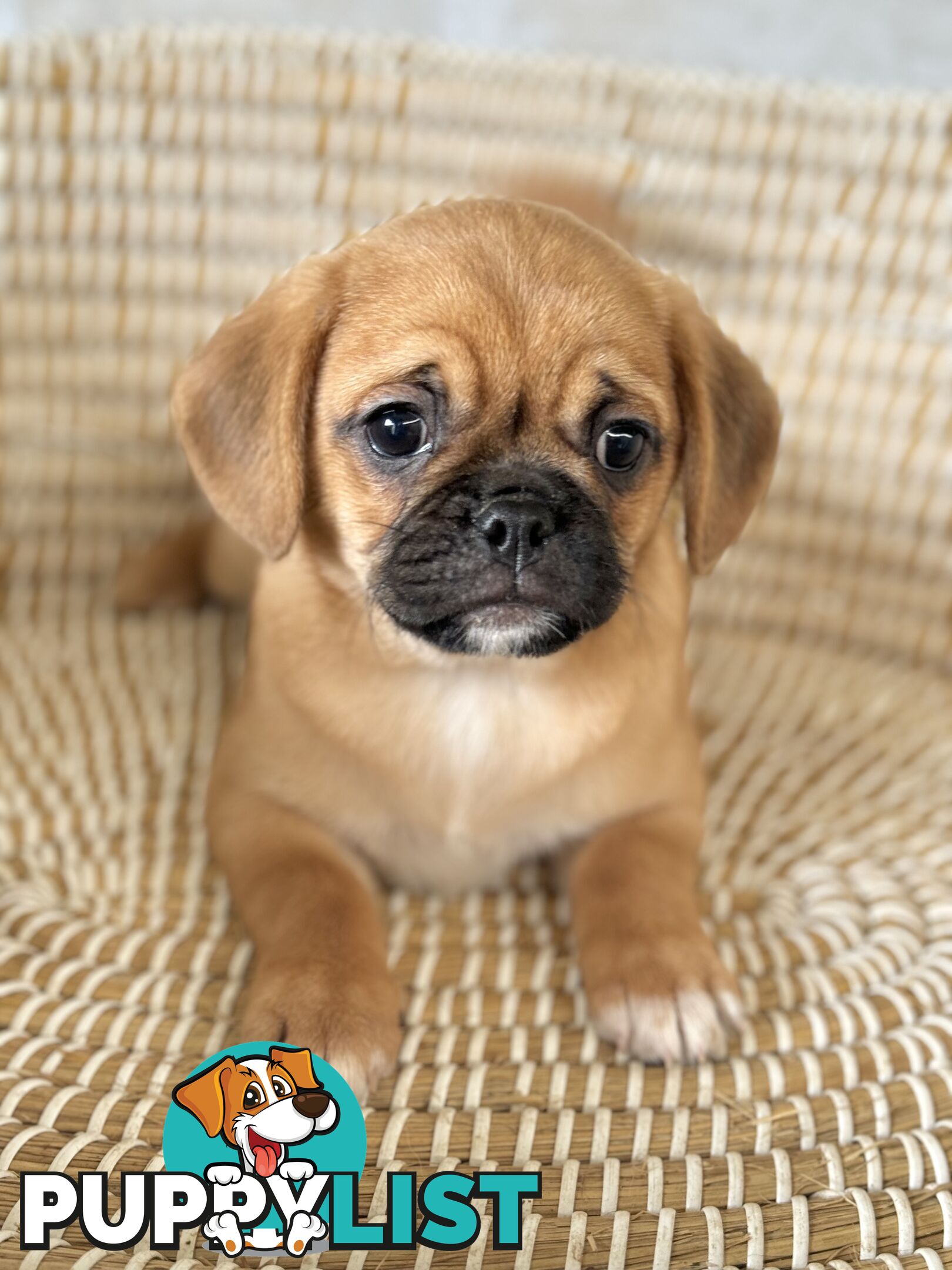 Pugalier Puppies - Happy &amp; Healthy