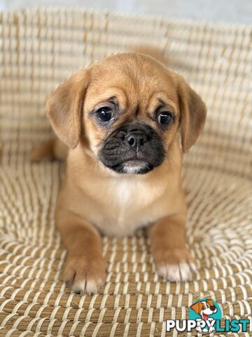 Pugalier Puppies - Happy &amp; Healthy