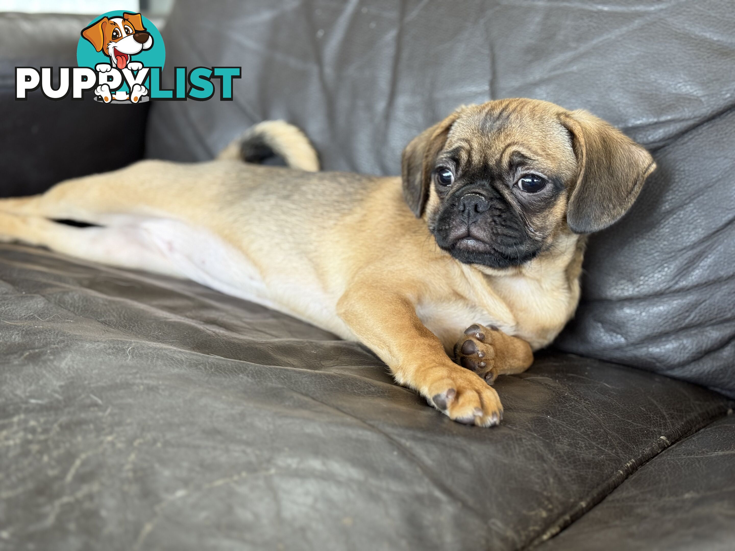 Pugalier Puppies - Happy &amp; Healthy