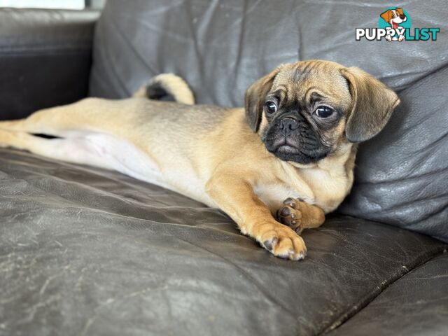 Pugalier Puppies - Happy &amp; Healthy