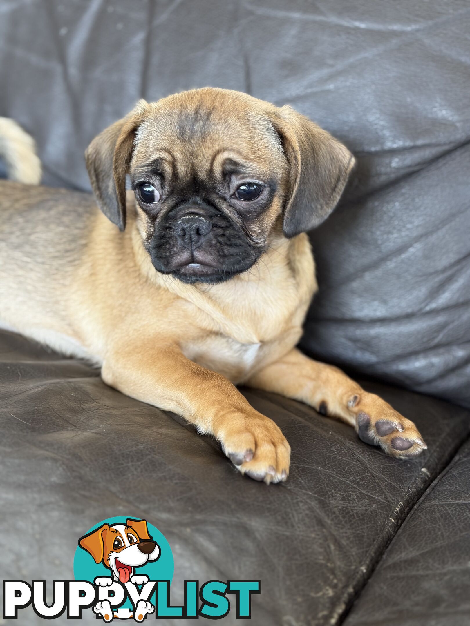 Pugalier Puppies - Happy &amp; Healthy