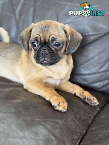 Pugalier Puppies - Happy &amp; Healthy