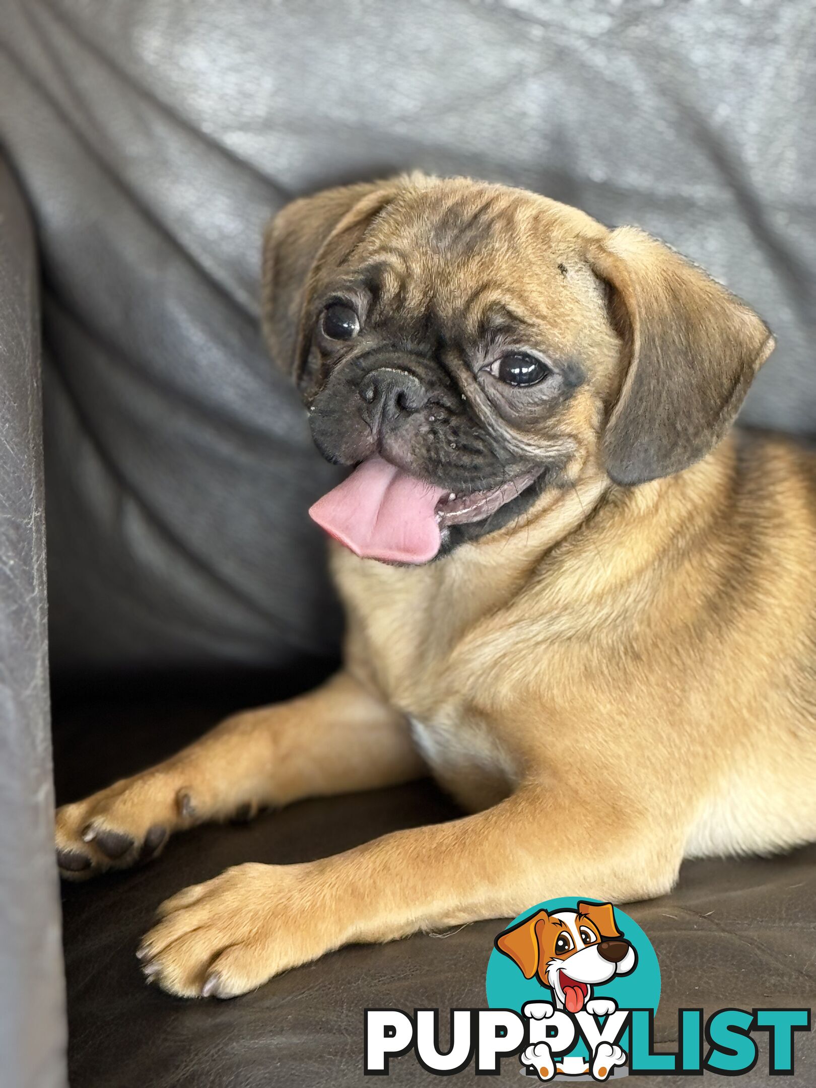 Pugalier Puppies - Happy &amp; Healthy