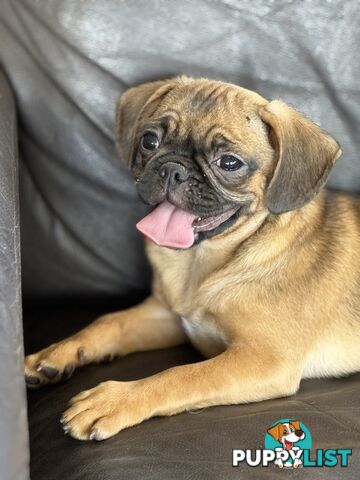 Pugalier Puppies - Happy &amp; Healthy