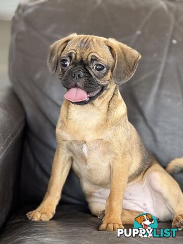 Pugalier Puppies - Happy &amp; Healthy