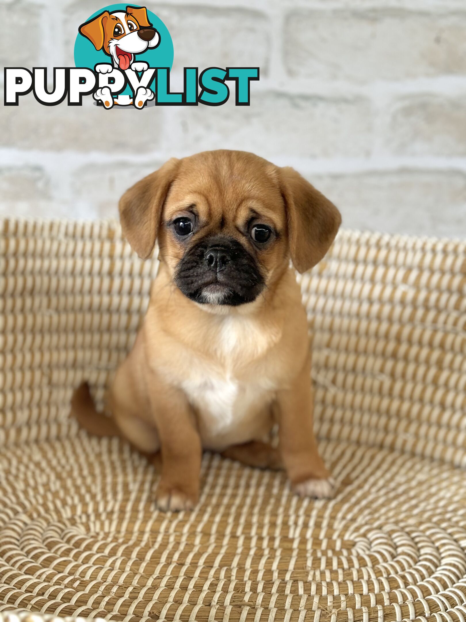 Pugalier Puppies - Happy &amp; Healthy