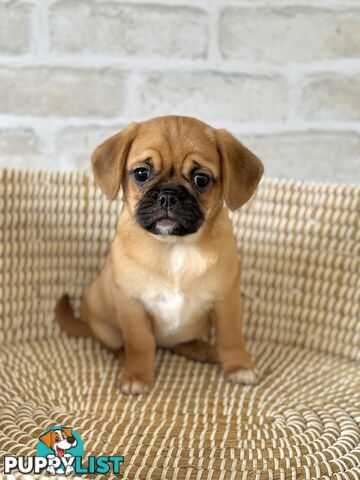 Pugalier Puppies - Happy & Healthy