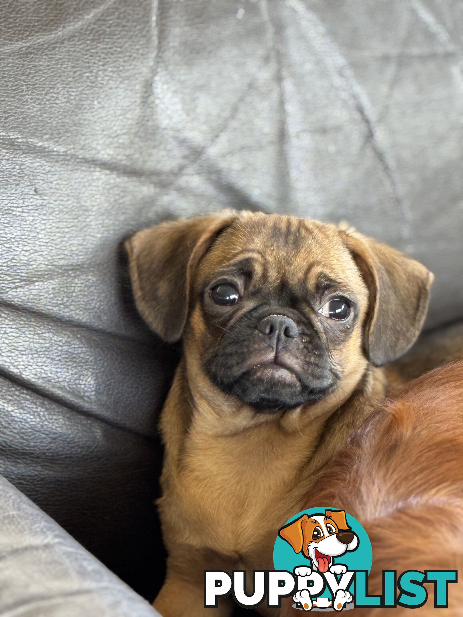 Pugalier Puppies - Happy &amp; Healthy