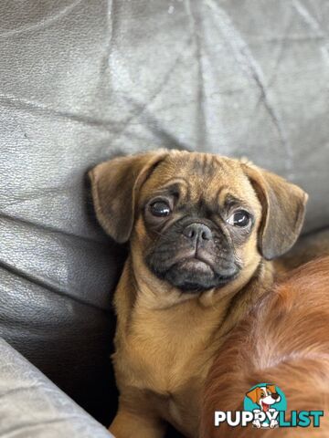 Pugalier Puppies - Happy &amp; Healthy