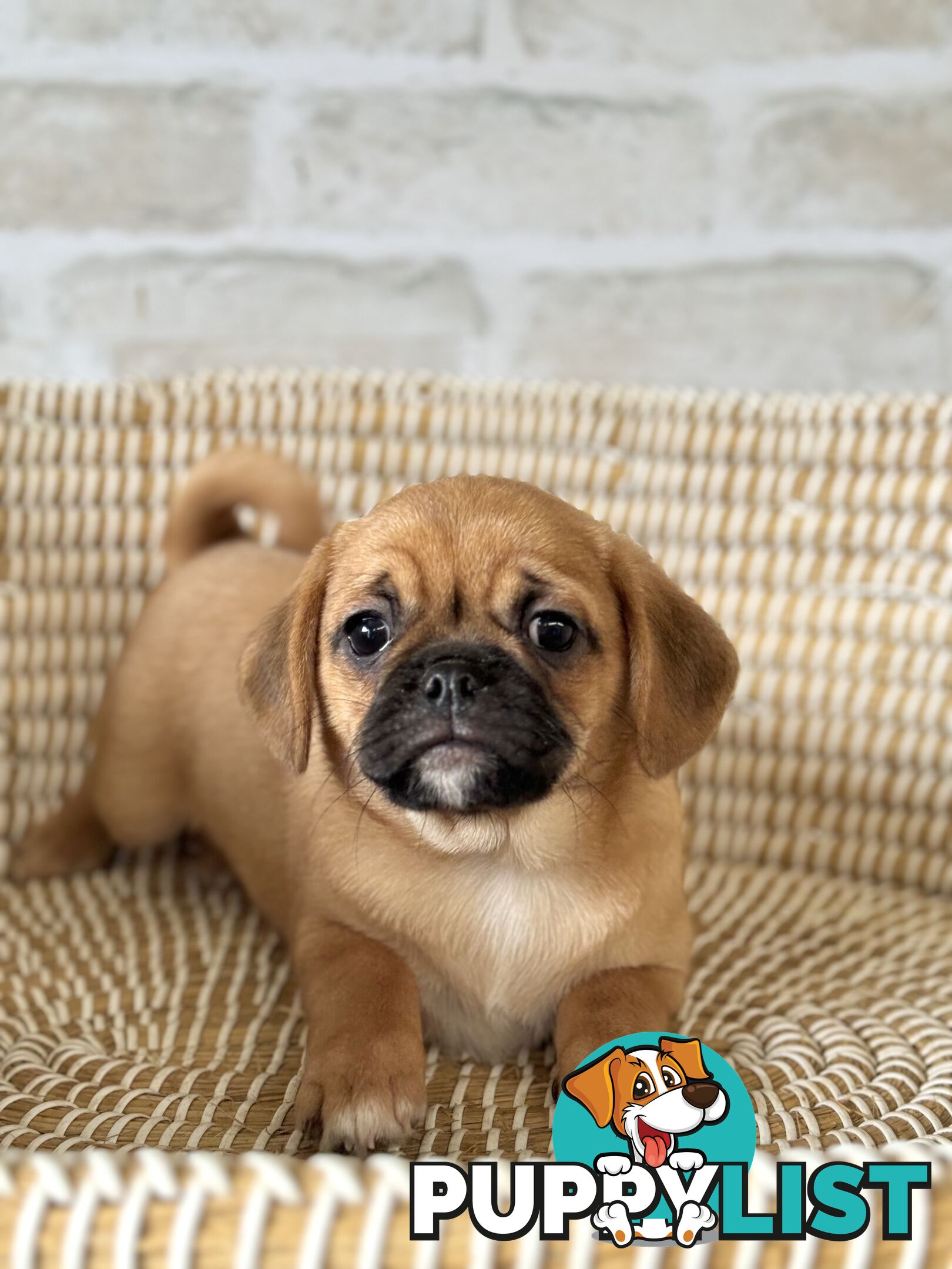 Pugalier Puppies - Happy & Healthy