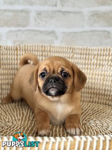 Pugalier Puppies - Happy & Healthy