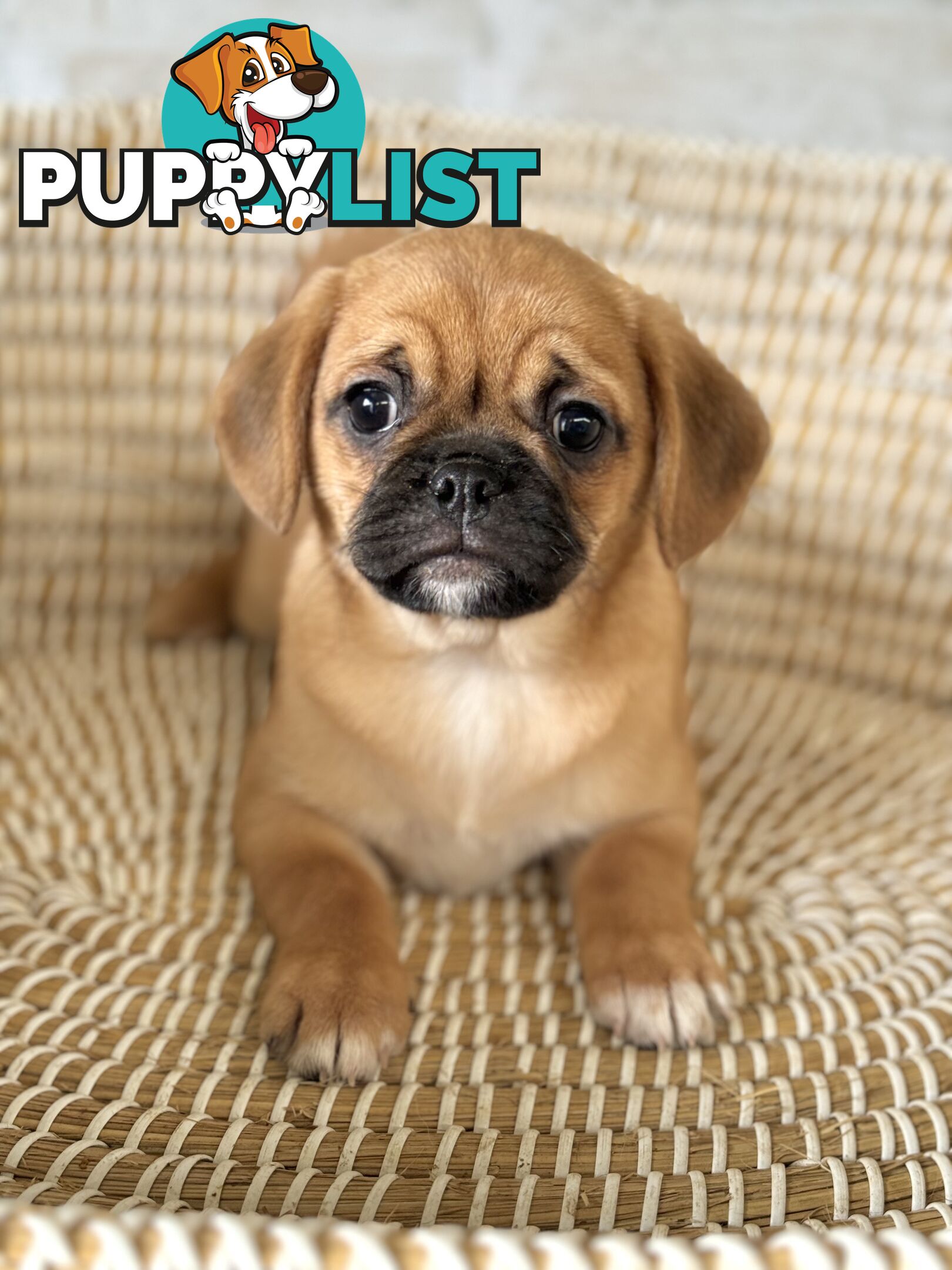 Pugalier Puppies - Happy & Healthy