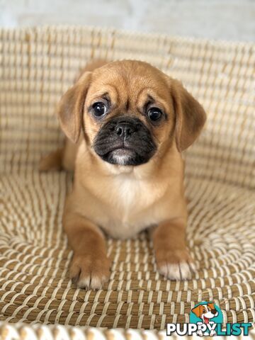 Pugalier Puppies - Happy & Healthy