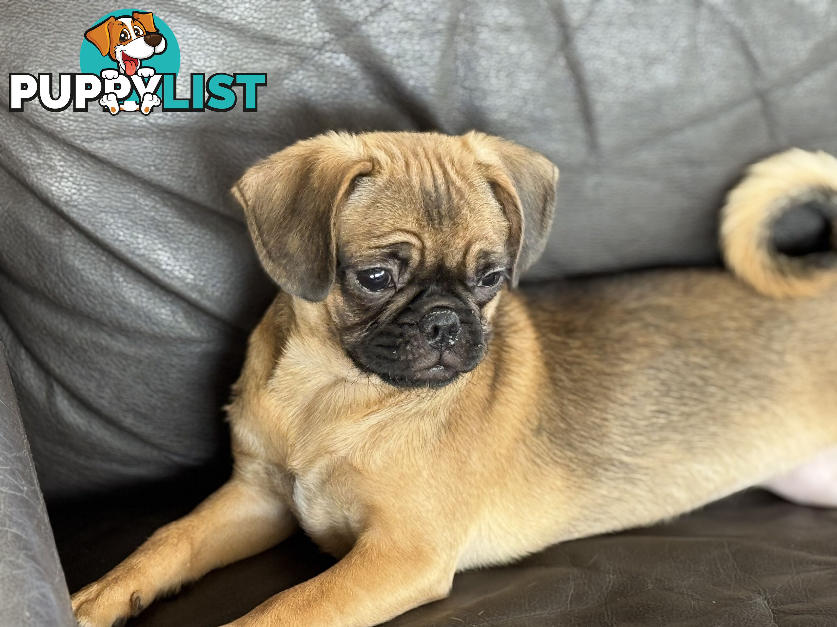 Pugalier Puppies - Happy &amp; Healthy