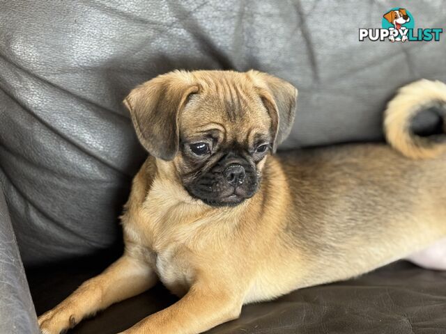 Pugalier Puppies - Happy &amp; Healthy